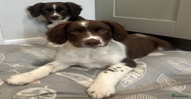 Border Collie dogs - Advert 10