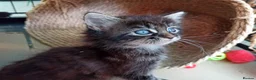 Mixed Breed cats for sale: ❤️Tiny Paws, Big Hearts Ready for Loving Home soon - Advert 32