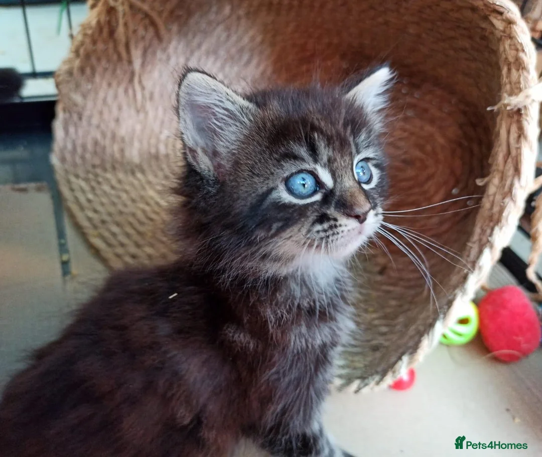 Mixed Breed cats for sale: ❤️Tiny Paws, Big Hearts Ready for Loving Home soon - Advert 32
