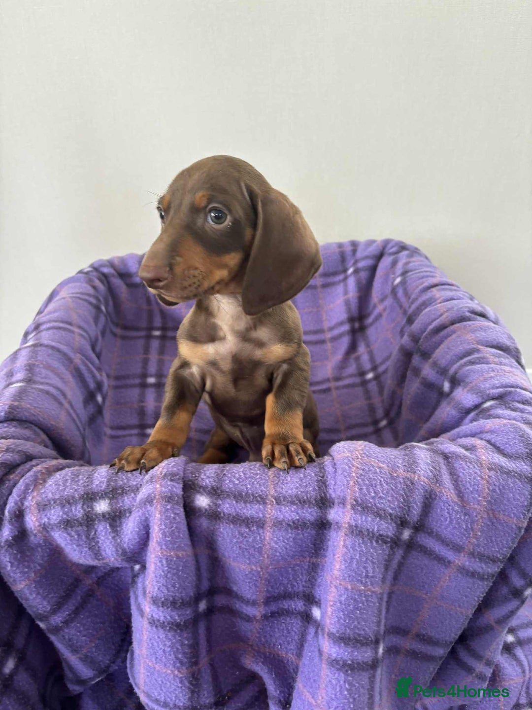 Dachshund dogs for sale: Dachshund puppy’s  - Image 12