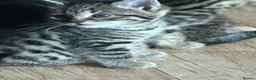 Mixed Breed cats for sale: 2 beautiful female kittens - Advert 3