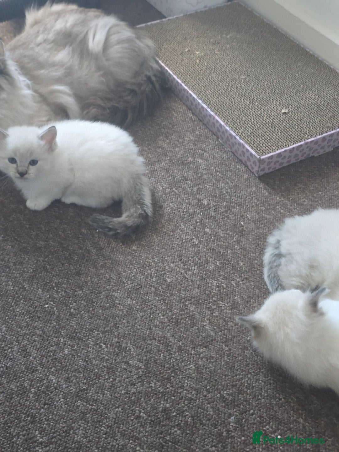 Ragdoll cats for sale: Beautiful Ragdol Kittens  - Advert 3