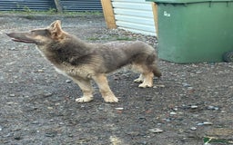 German Shepherd dogs for sale: German shepherd  - Advert 6