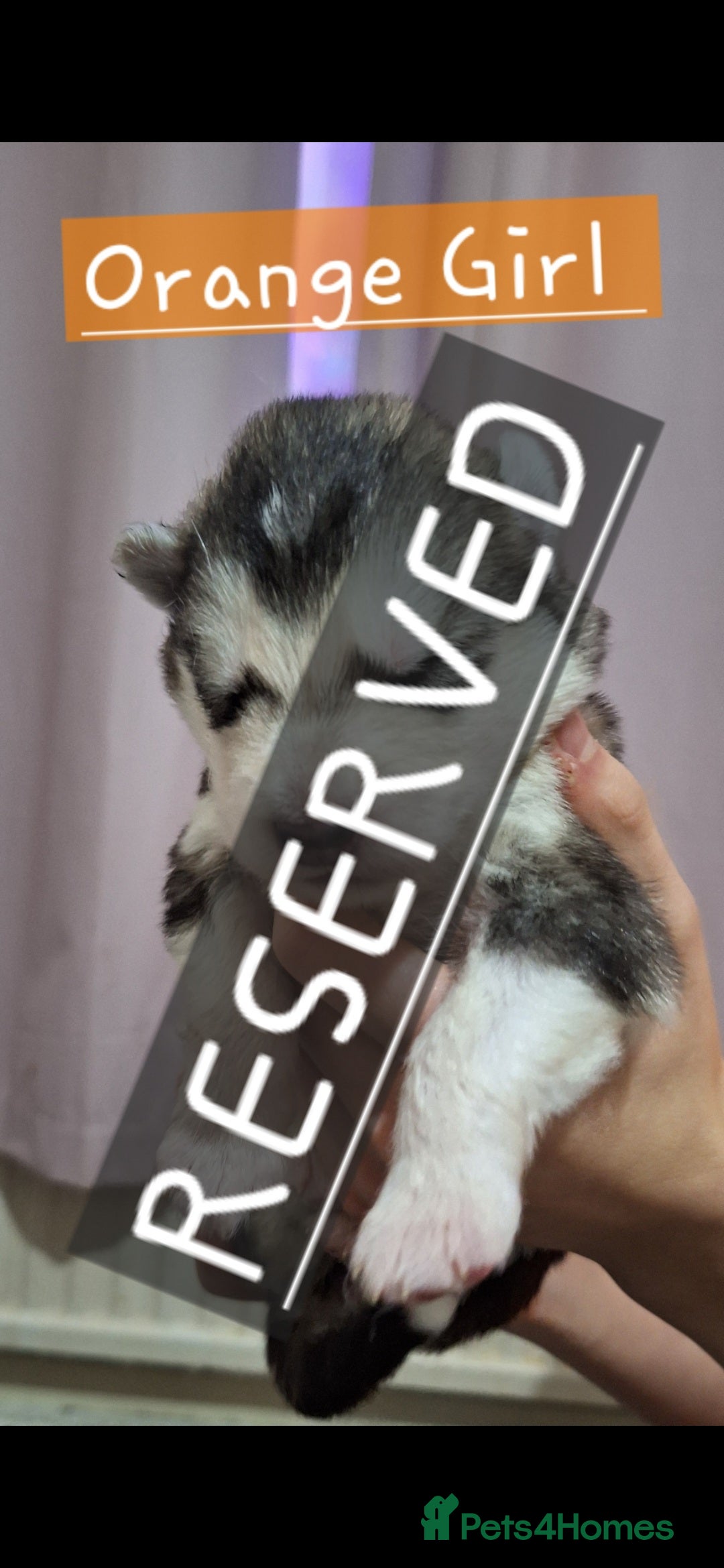 Mixed Breed dogs for sale: 3 remaining Alaskan Shepherds  - Advert 5