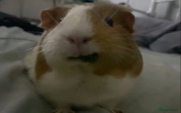 Guinea Pig rodents for sale: Two female guinea pigs - Image 8