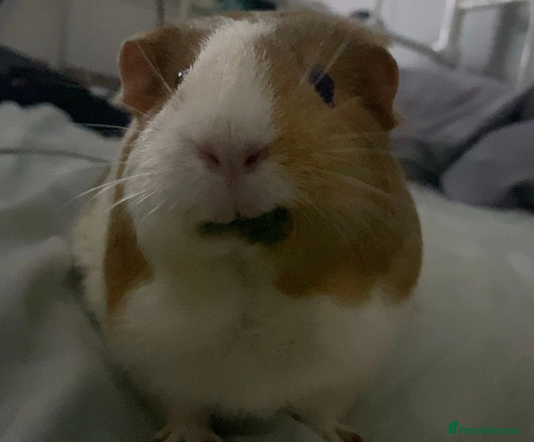 Guinea Pig rodents for sale: Two female guinea pigs - Image 8