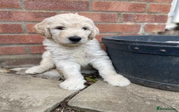 Goldendoodle dogs for sale: Only 2 left of Mela's Marvels F1Bs - Image 32