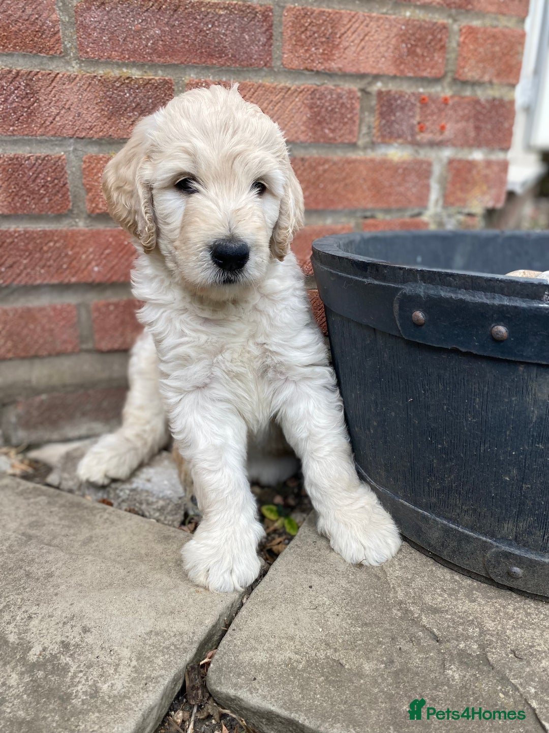 Goldendoodle dogs for sale: Only 2 left of Mela's Marvels F1Bs - Image 32
