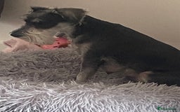 Miniature Schnauzer dogs for sale:  black Miniature schnauzer girl pup kc reg - Image 8