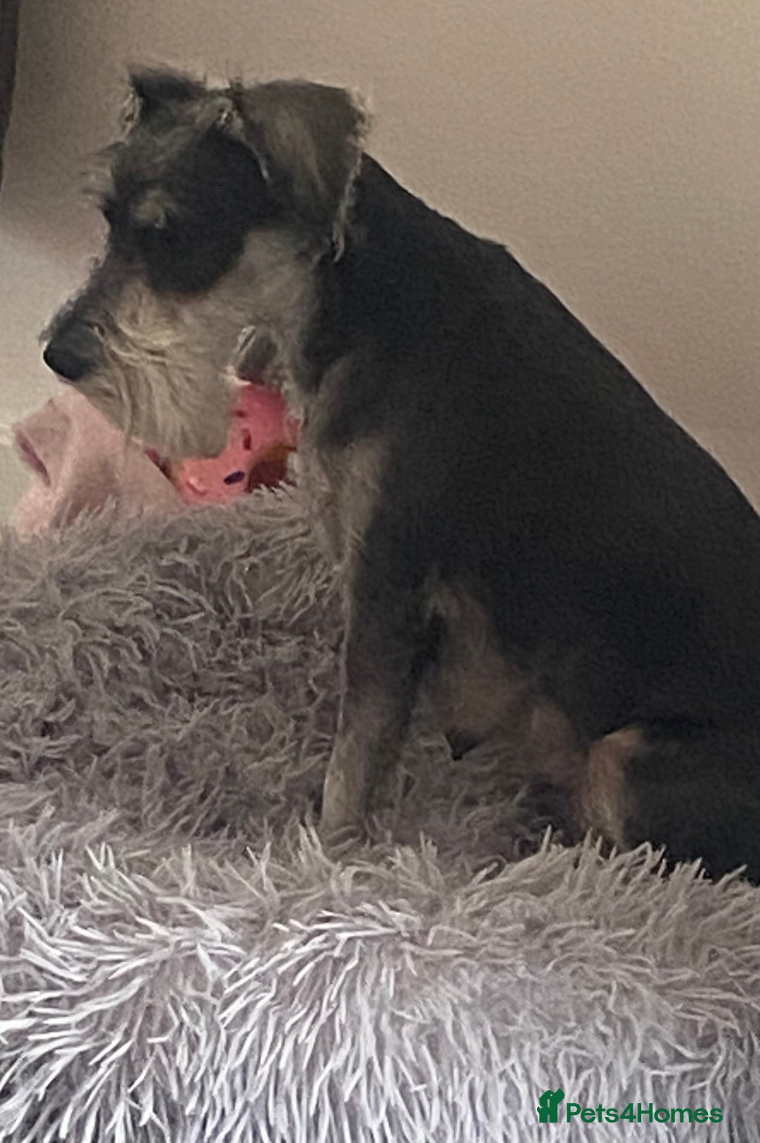 Miniature Schnauzer dogs for sale:  black Miniature schnauzer girl pup kc reg - Image 8