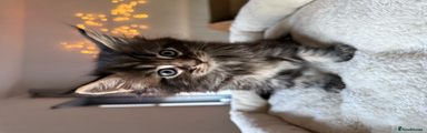 Maine Coon Kitten 4 – Female (Brown Tabby)
