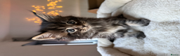 Maine Coon cats for sale: Beautiful Maine Coon Kittens – Ready mid January - Advert 14