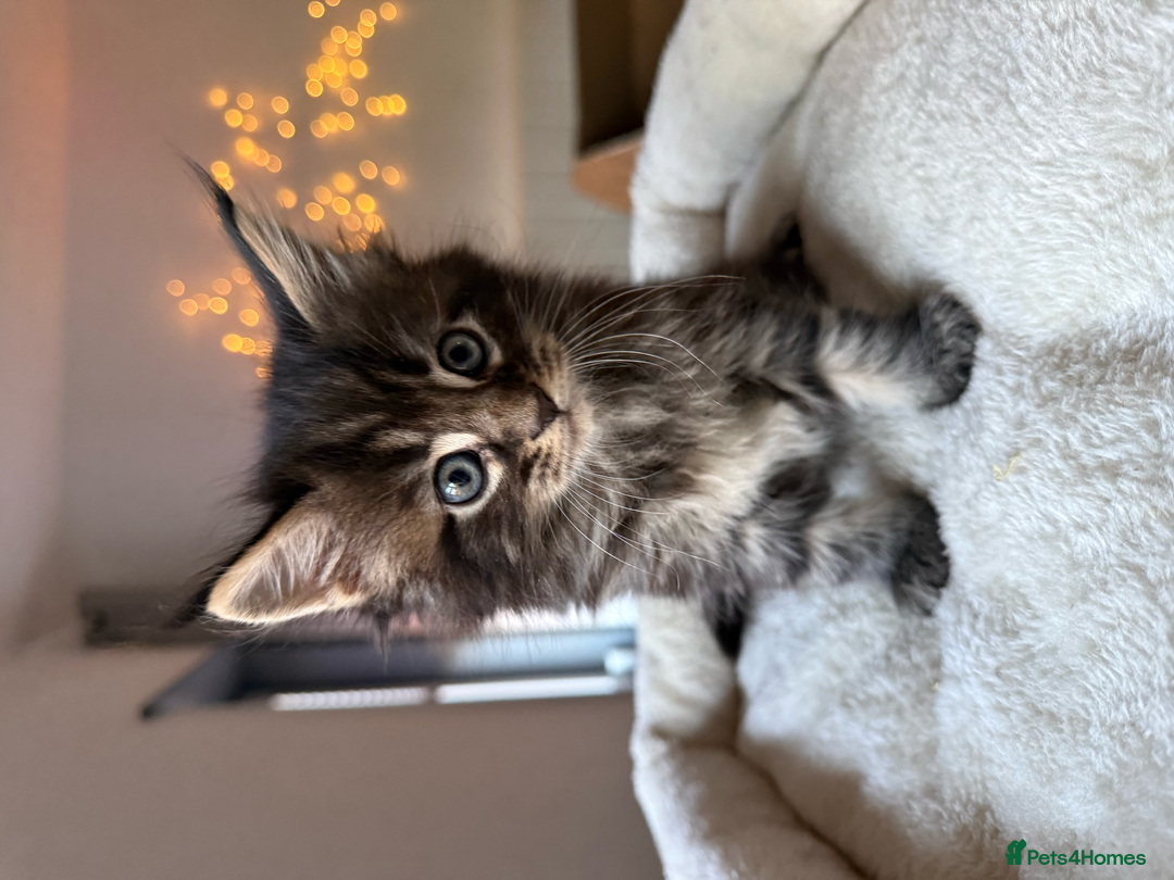 Maine Coon cats for sale: Beautiful Maine Coon Kittens – Ready mid January - Advert 14