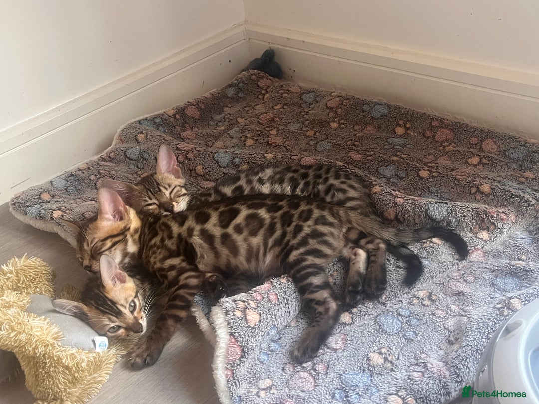 Bengal cats for sale: Stunning full pedigree registered bengal kittens  - Advert 16