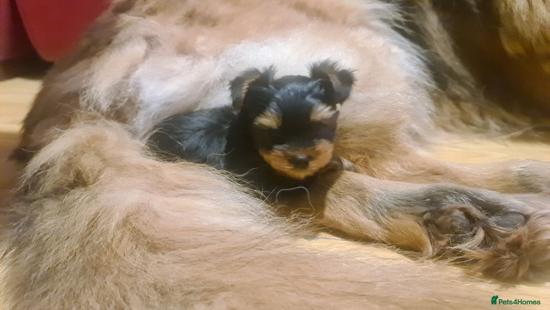 Yorkshire Terrier dogs for sale: Yorkie Terrier Puppy for Sale - Advert 8