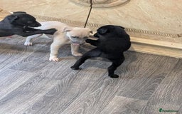 Lurcher dogs for sale: Lurcher pups whippet cross  - Image 10