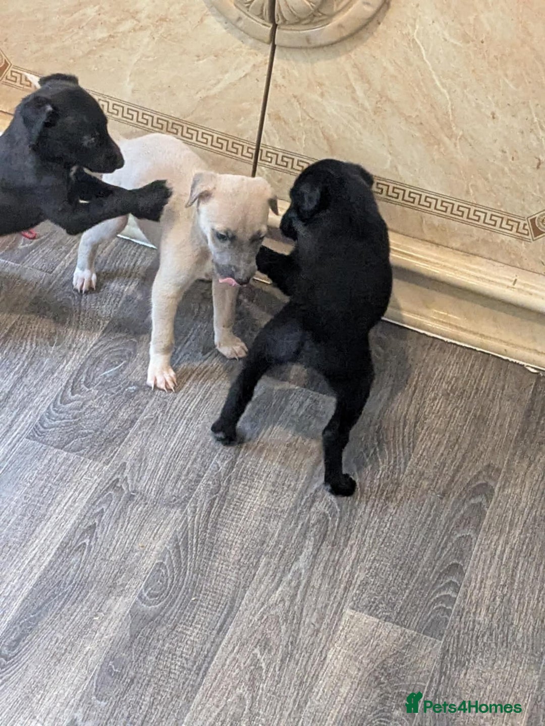 Lurcher dogs for sale: Lurcher pups whippet cross  - Image 10