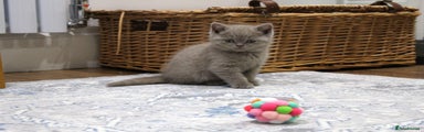 British Shorthair Kitten 3