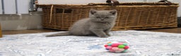 British Shorthair cats for sale: Gorgeous British Shorthair Kittens Teddy Bear Type - Advert 6