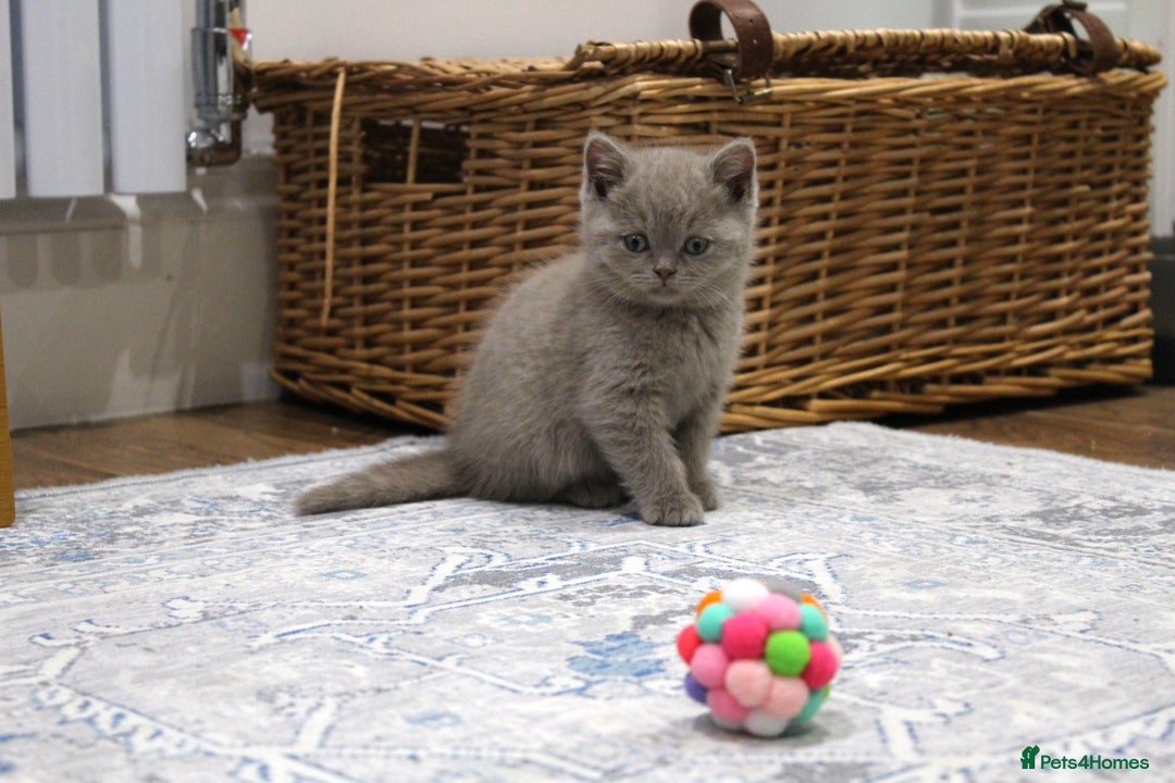 British Shorthair cats for sale: Gorgeous British Shorthair Kittens Teddy Bear Type - Advert 6