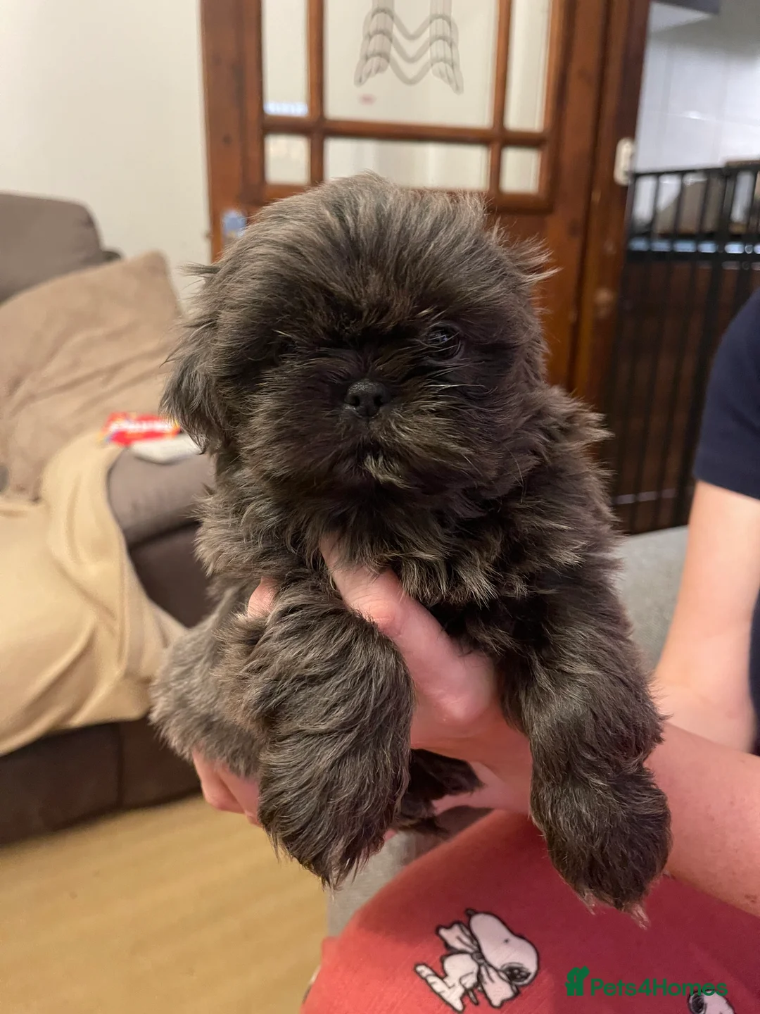 Shih Tzu dogs for sale:  imperial shihtzu dobie carriers karishishi only 2 - Advert 11