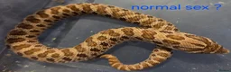 Snake reptiles for sale: Western hognoses babies - Advert 7