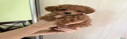 Maltipoo dogs for sale: Maltipoo girl  in London - Advert 3