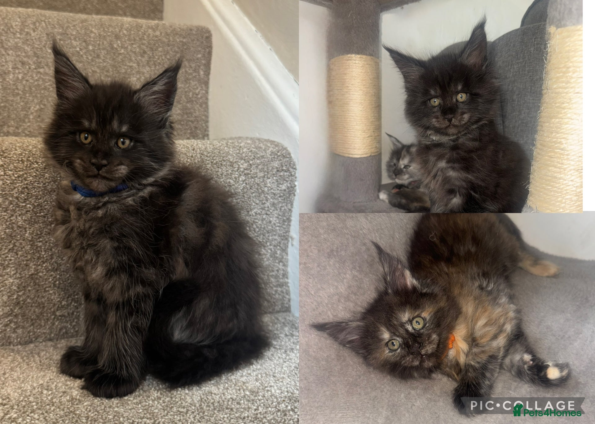 Maine Coon cats Maine coon kittens, ready to leave at 10 weeks  - Advert 9