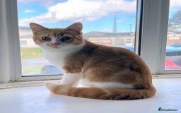 British Shorthair cats for sale: Adorable Kittens Ready For New Home-Left One - Image 2