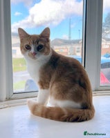 British Shorthair cats - Advert 7