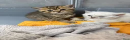 British Shorthair cats for sale: Amazing British Shorthair kitten - Advert 15