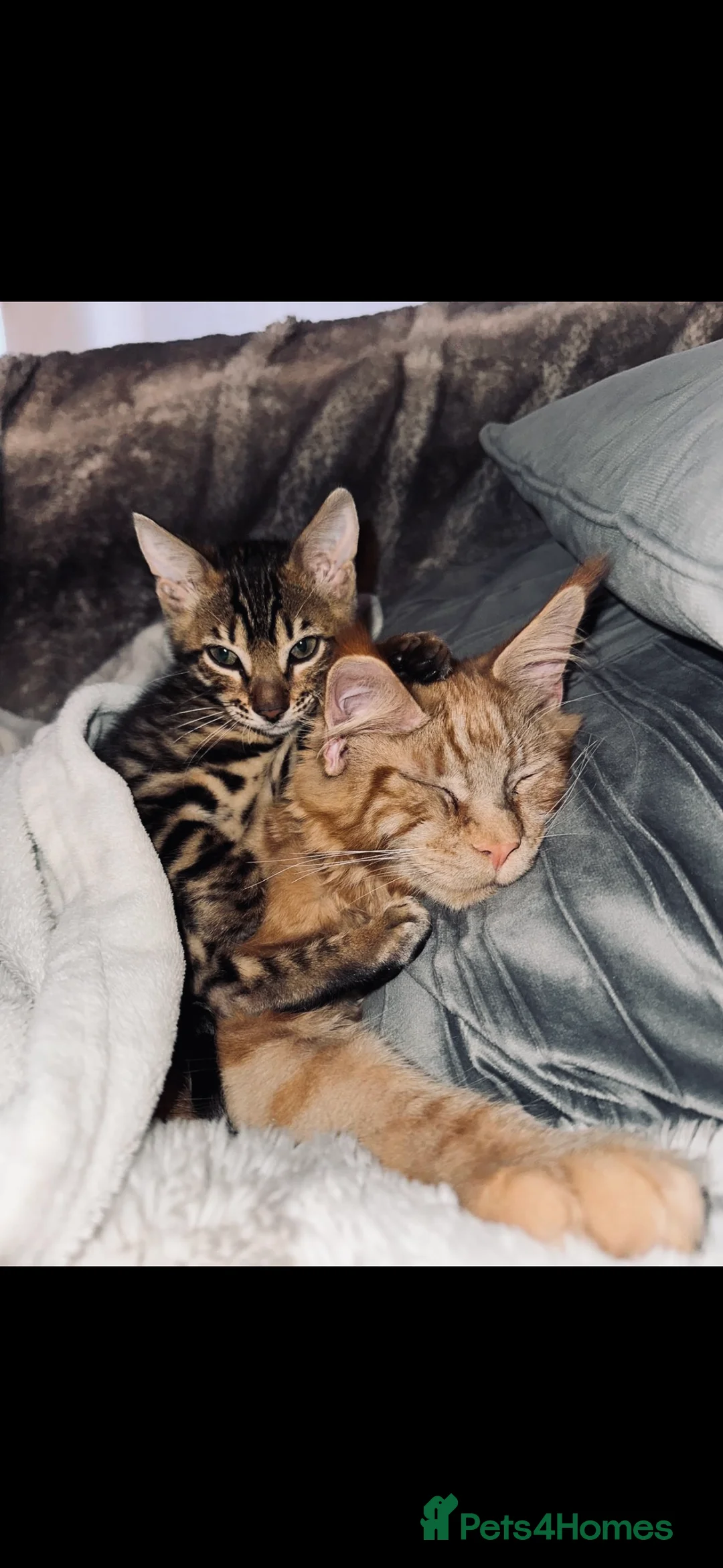Bengal cats for sale: Beautiful little Bengal girl 🤎 - Advert 5