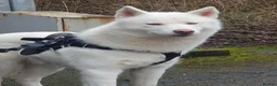 Siberian Husky dogs for sale: 1 white female husky pup 1st & 2nd Vaccines! - Advert 27