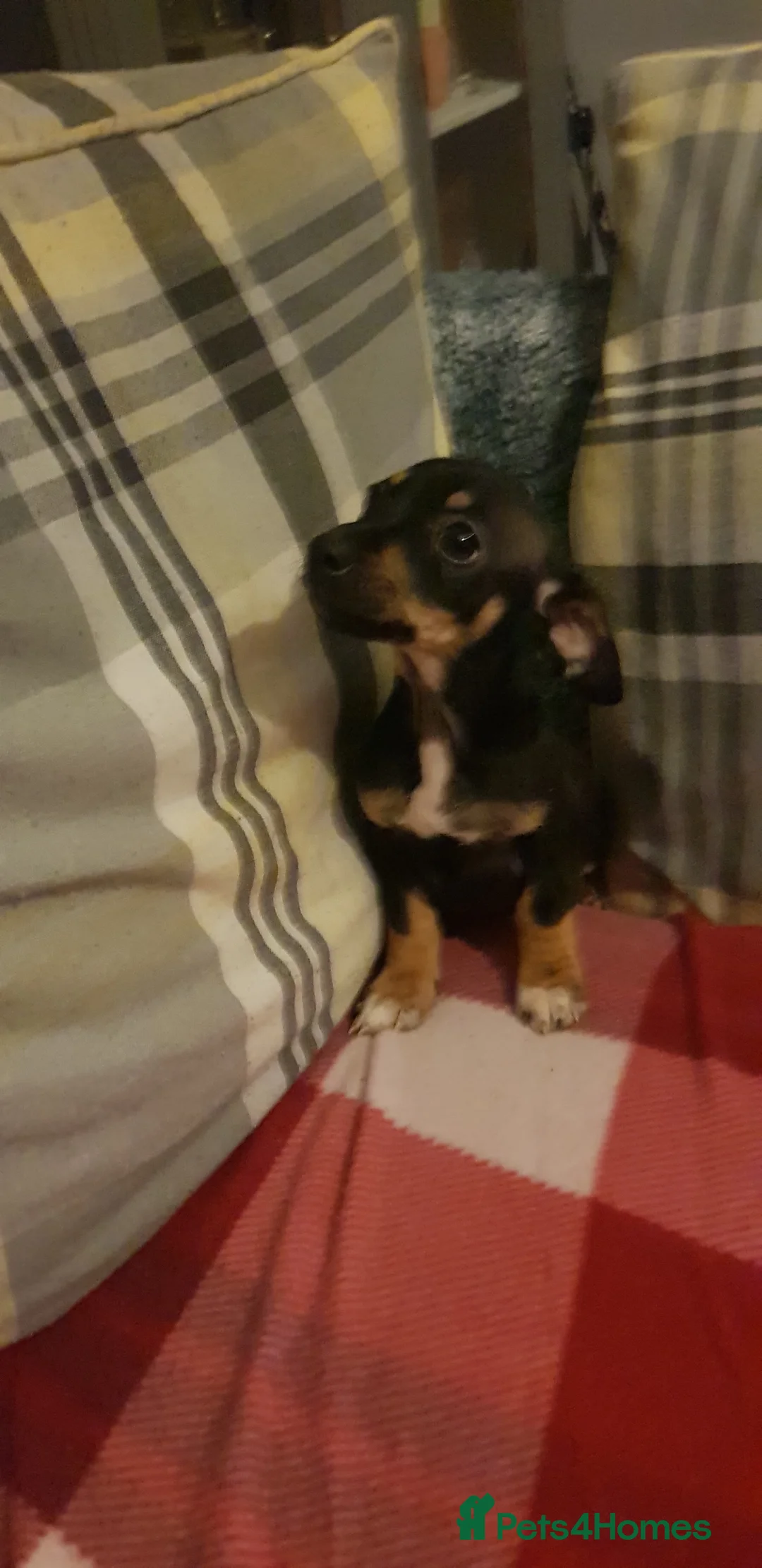 Chiweenie dogs for sale: Chiweenie pups for sale in Rowley Regis - Advert 2