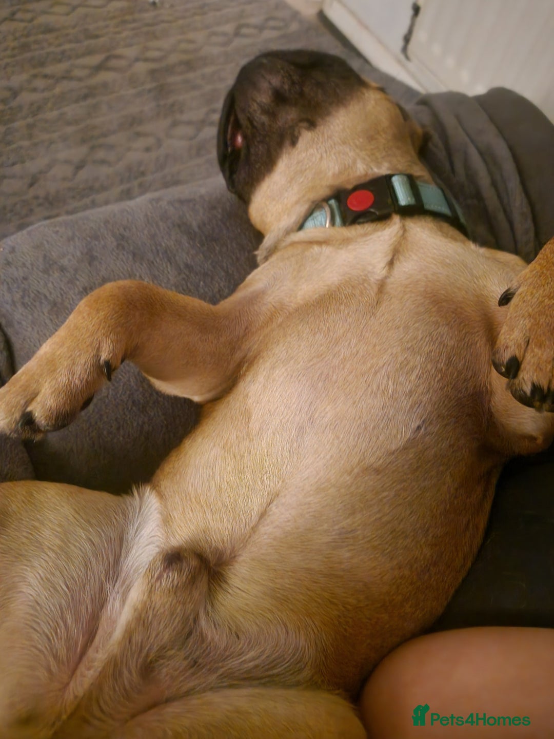 French Bulldog dogs for sale: Amazing lovely Frenchy  - Advert 2