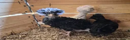 Chickens poultry for sale: 5 week old polish frizzle rooster - Advert 3