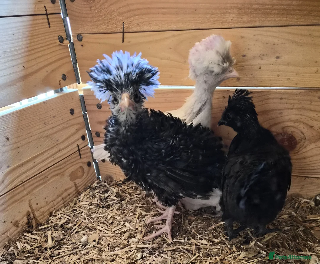 Chickens poultry for sale: 5 week old polish frizzle rooster - Advert 3