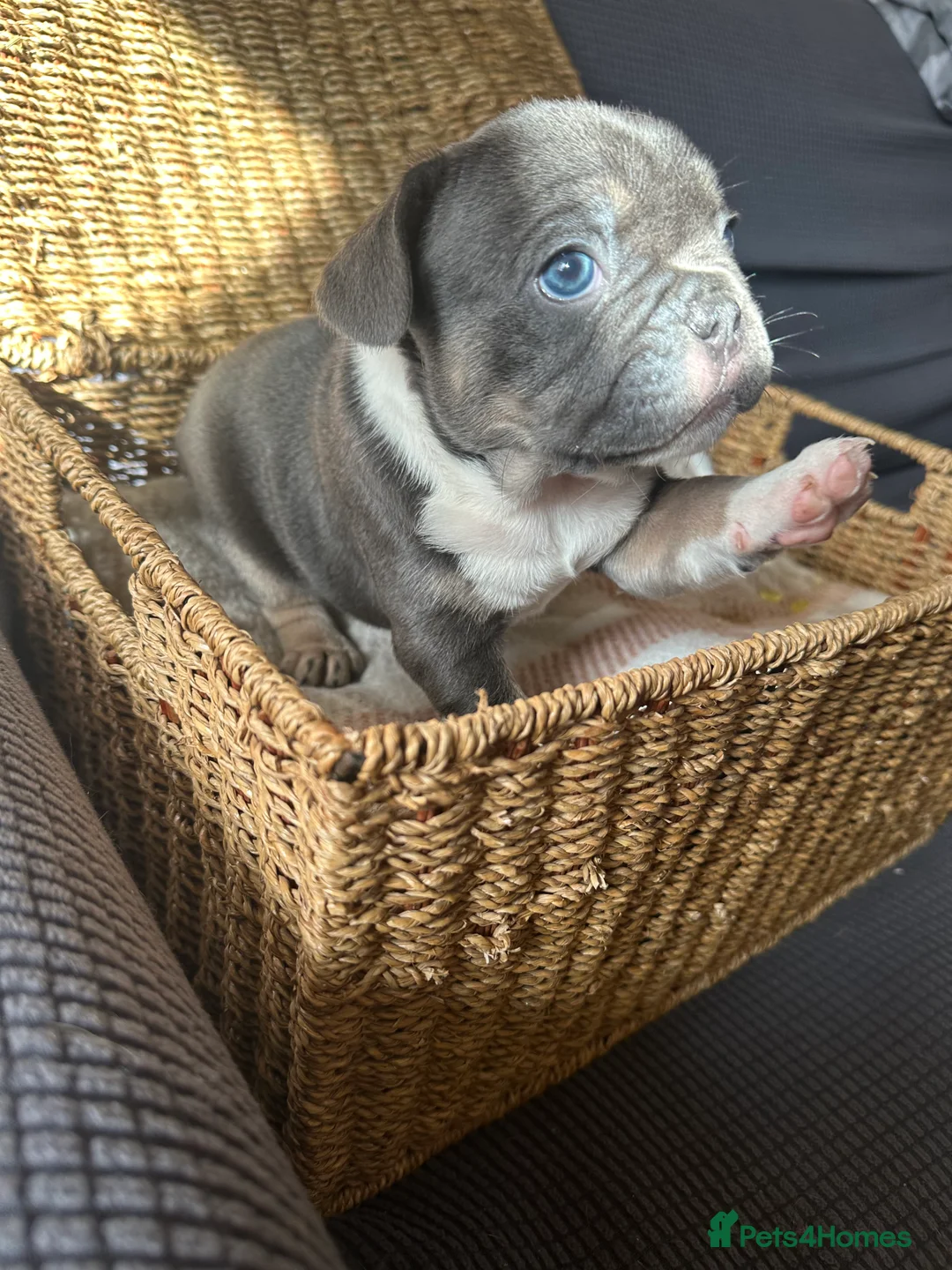 French Bulldog dogs for sale: Kc Reg French Bulldog in Warrington - Image 3