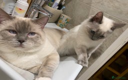 Ragdoll cats for sale: Half breed Ragdoll female kitten available  - Image 23