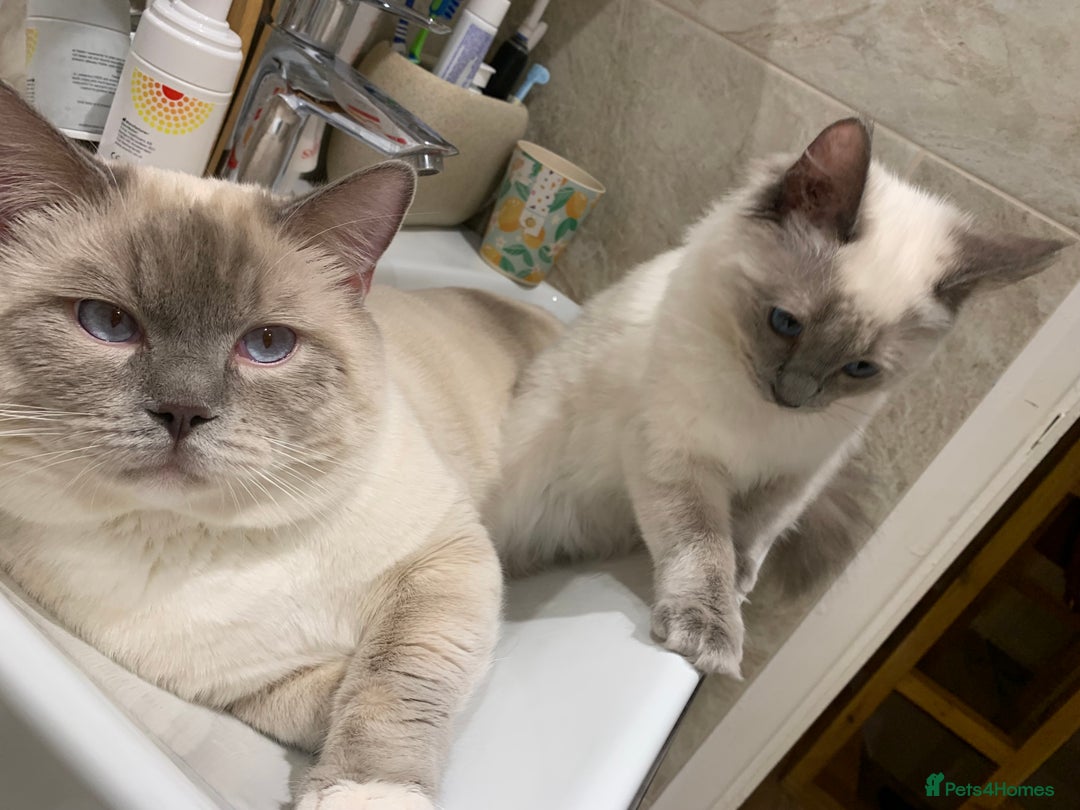 Ragdoll cats for sale: Half breed Ragdoll female kitten available  - Image 23