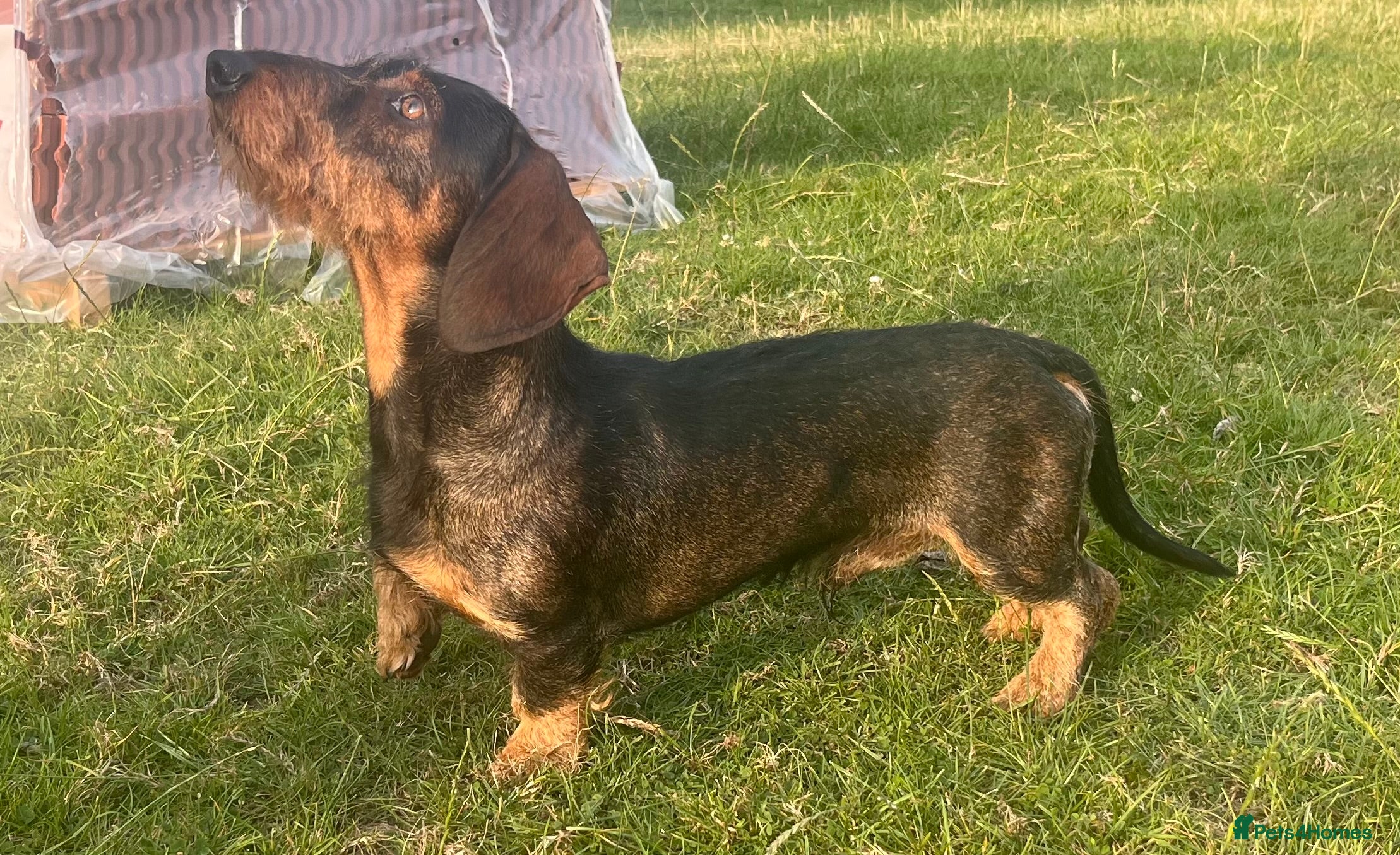 Dachshund dogs IVDD screened Health tested KC Wirehaired Teckel in Daventry - Advert 3