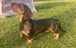 Dachshund dogs for stud: IVDD screened Health tested KC Wirehaired Teckel in Daventry - Image 1