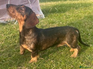 Dachshund dogs IVDD screened Health tested KC Wirehaired Teckel in Daventry - Advert 12