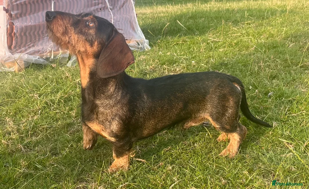 Dachshund dogs for stud: IVDD screened Health tested KC Wirehaired Teckel in Daventry - Advert 1