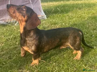 Dachshund dogs IVDD screened Health tested KC Wirehaired Teckel in Daventry - Advert 3