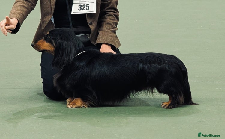 Dachshund dogs - Advert 1