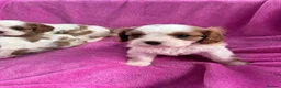 Cavalier King Charles Spaniel dogs for sale: Cavalier King Charles Spaniel puppies - Advert 10