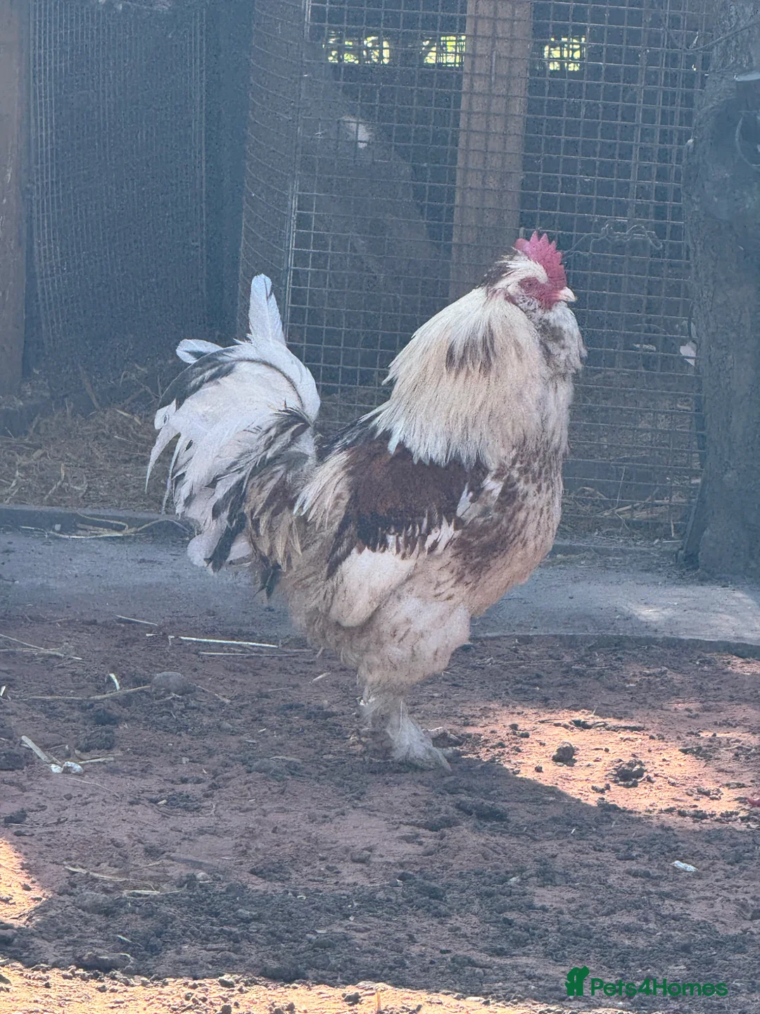 Chickens poultry for sale: Salmon Favourell Cockerel  in Birmingham - Advert 1
