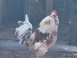 Chickens poultry Salmon Favourell Cockerel - Advert 1