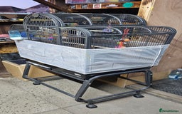 Lovebirds birds for sale: Pair bonded lovebirds - Image 4